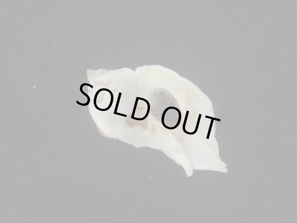 画像1: ヌノメヨウラク(Jaton decussatus)  (1)