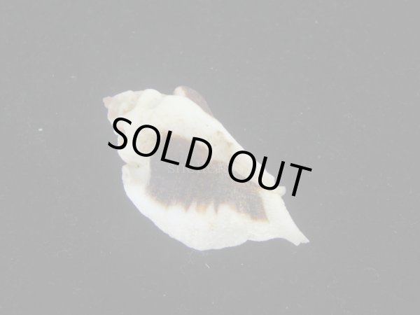 画像2: ヌノメヨウラク(Jaton decussatus)  (2)