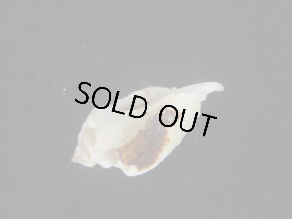 画像3: ヌノメヨウラク(Jaton decussatus)  (3)