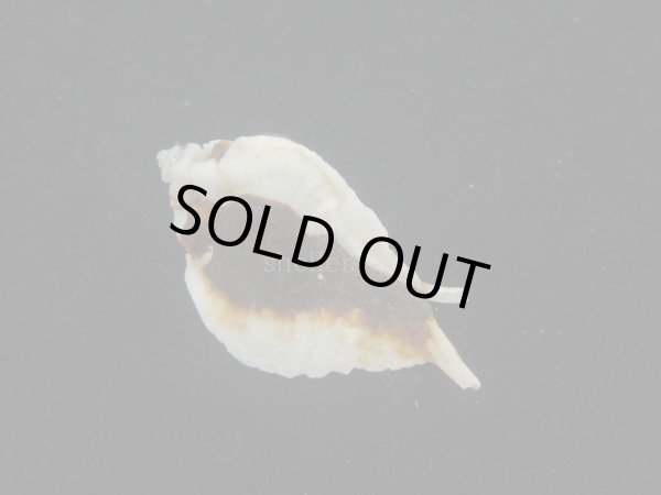 画像2: ヌノメヨウラク(Jaton decussatus)  (2)