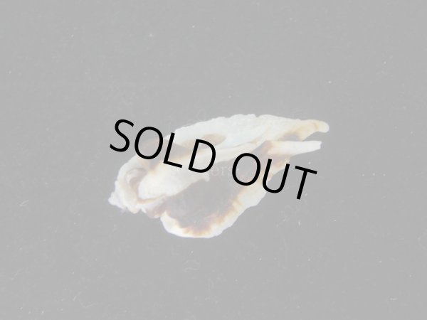 画像3: ヌノメヨウラク(Jaton decussatus)  (3)