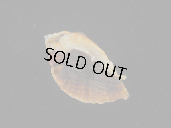 画像2: ヌノメヨウラク(Jaton decussatus)  (2)