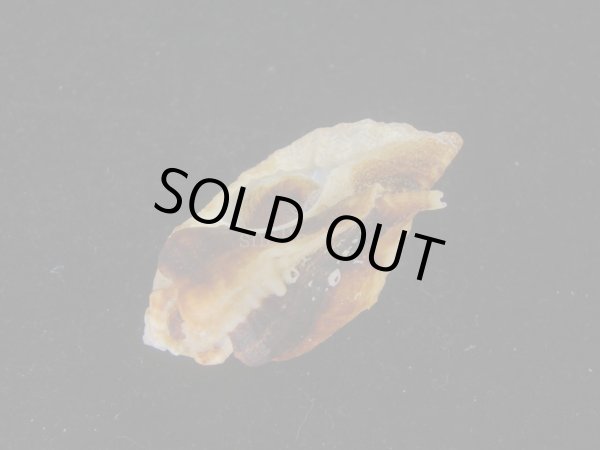 画像3: ヌノメヨウラク(Jaton decussatus)  (3)