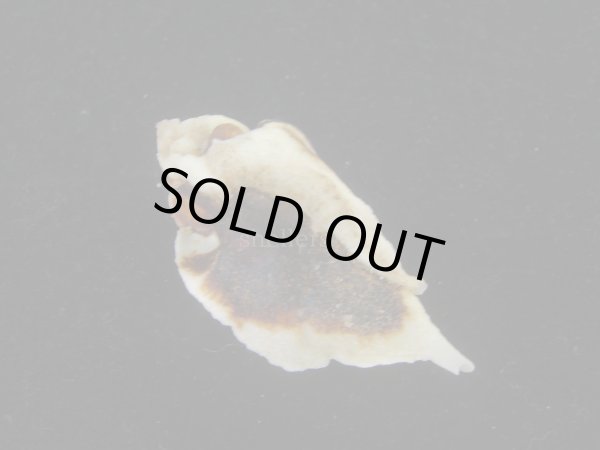 画像2: ヌノメヨウラク(Jaton decussatus)  (2)