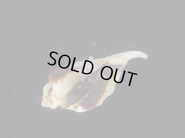 画像3: ヌノメヨウラク(Jaton decussatus)  (3)