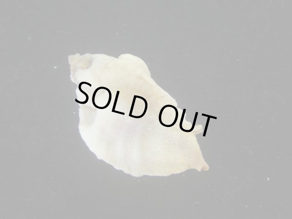 画像2: ヌノメヨウラク(Jaton decussatus) 特老成　白 (2)