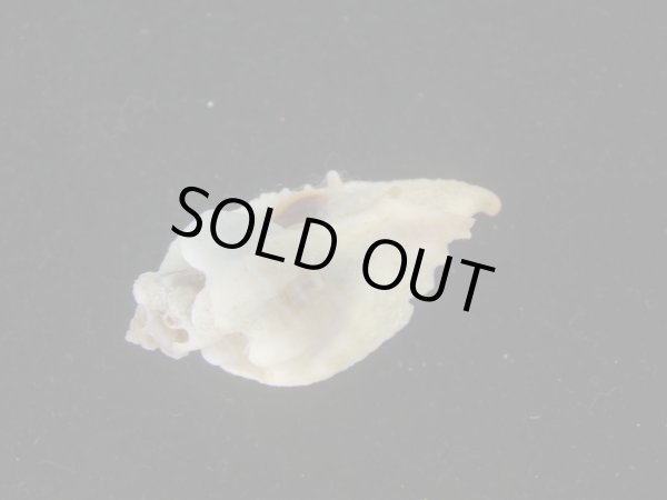 画像3: ヌノメヨウラク(Jaton decussatus) 特老成　白 (3)