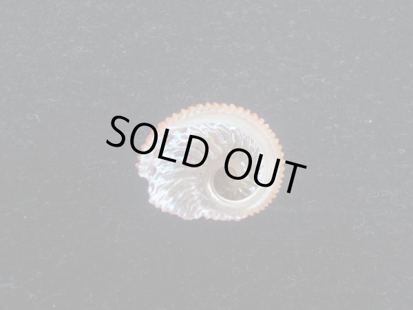 画像2: アザミアワビ(Haliotis pulcherrima) 特濃色 (2)