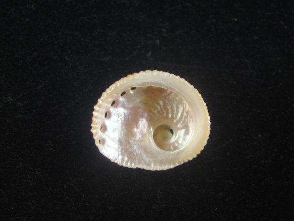 画像2: アザミアワビ(Haliotis pulcherrima) 難ありだけど大　濃色 (2)