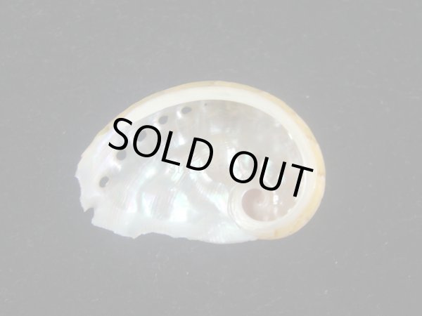 画像2: ヤサガタトコブシ(Haliotis semiplicata)  (2)