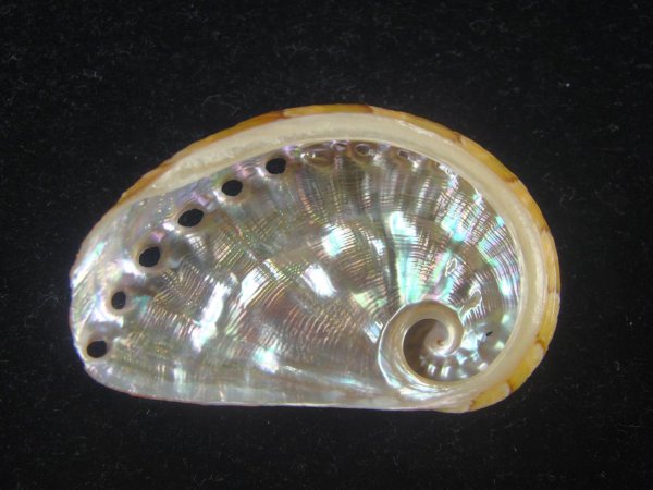 画像2: ヤサガタトコブシ(Haliotis semiplicata) 小難ありだけど大　美品 (2)