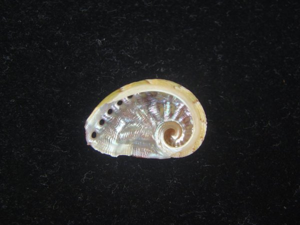 画像2: フカミヤサガタトコブシ(Haliotis semiplicata) 濃色 (2)