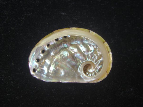 画像2: フカミヤサガタトコブシ(Haliotis semiplicata) 特濃色　美品 (2)