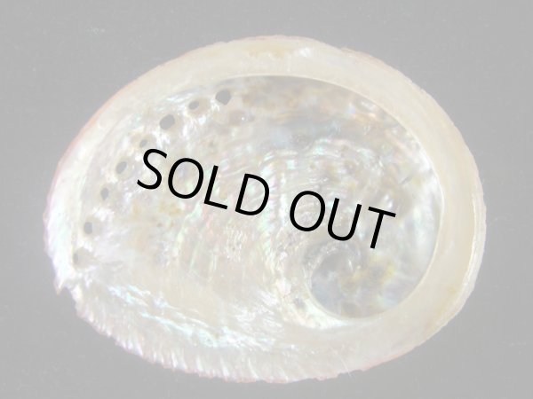 画像2: オーストラリアトコブシ(Haliotis roei) 老成 (2)