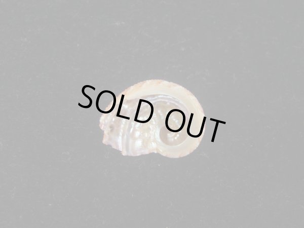 画像2: フカミツウネアワビ(Haliotis scalaris) 特小　濃色 (2)