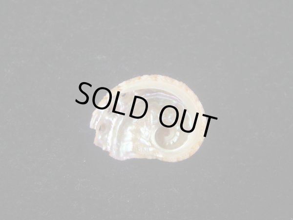 画像2: フカミツウネアワビ(Haliotis scalaris) 特小　濃色 (2)