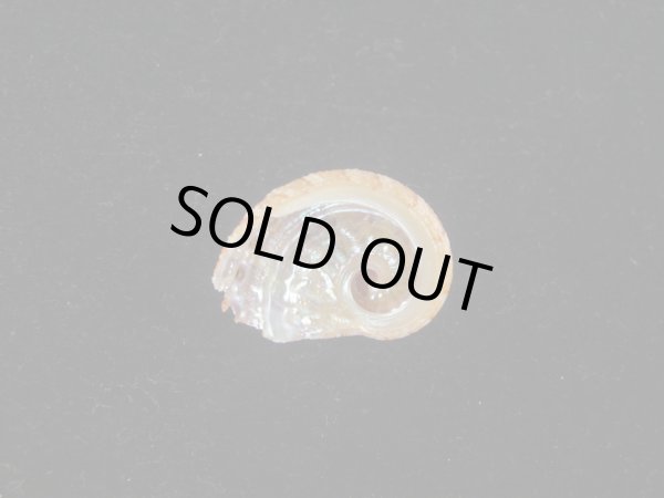 画像2: フカミツウネアワビ(Haliotis scalaris) 特小　濃色 (2)