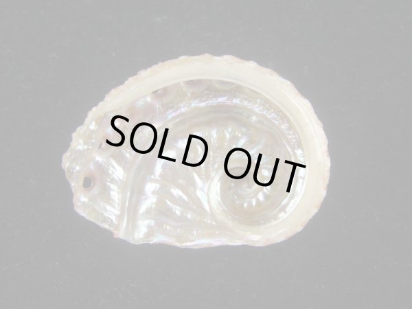 画像2: フカミツウネアワビ(Haliotis scalaris) 濃色　美品 (2)