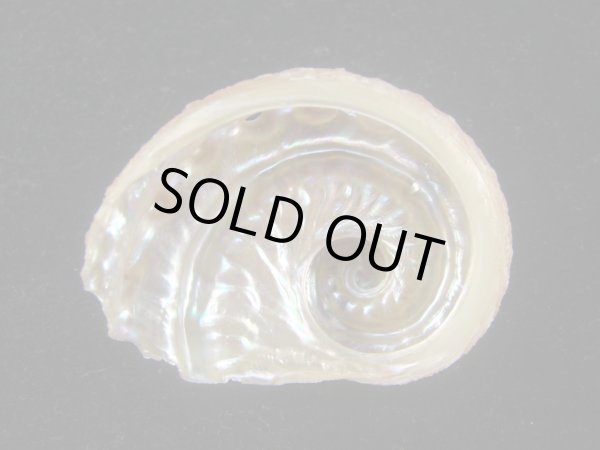 画像2: フカミツウネアワビ(Haliotis scalaris) 濃色　美品 (2)