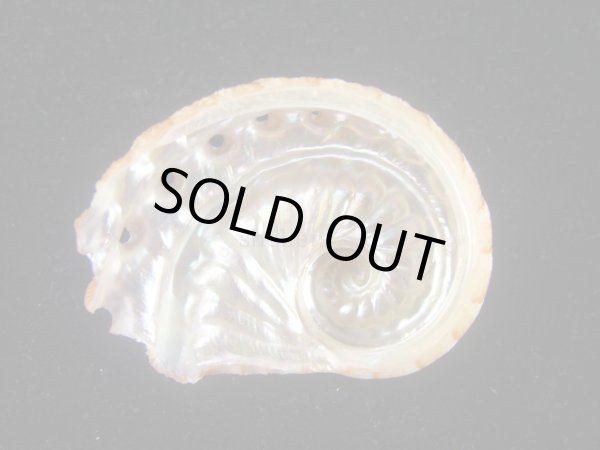 画像2: ミツウネアワビ(Haliotis scalaris) 濃色　美品 (2)