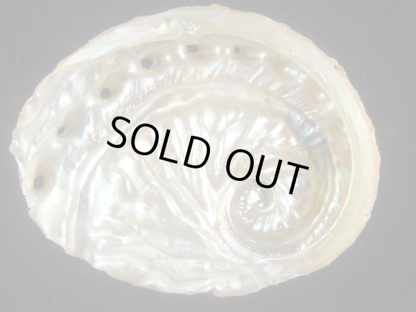 画像2: ミツウネアワビ(Haliotis scalaris) 大　美品 (2)