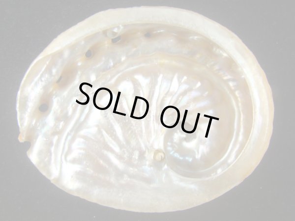 画像2: ミツウネアワビ(Haliotis scalaris) 難ありだけど大 (2)