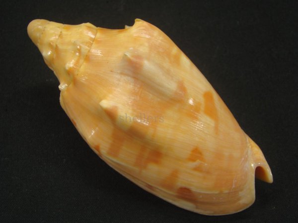 画像2: クレナイコオロギ (2)