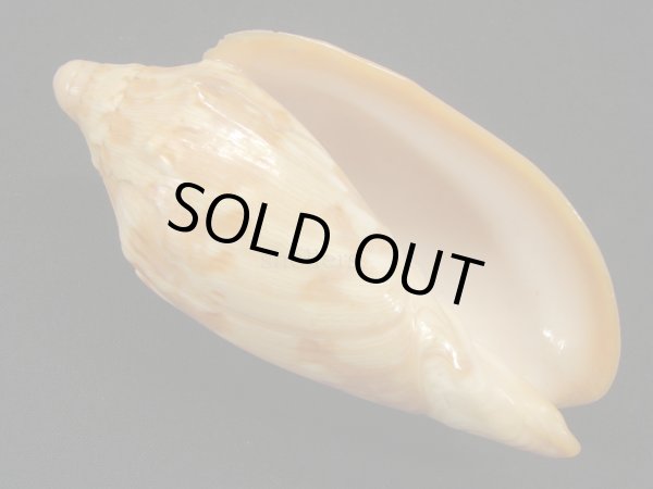 画像1: クレナイコオロギ (1)