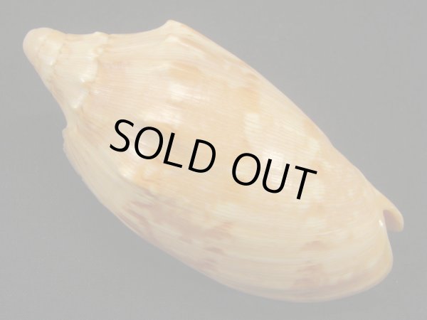 画像2: クレナイコオロギ (2)