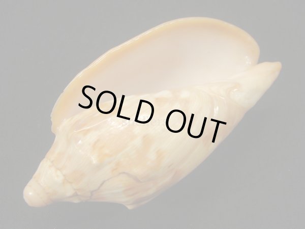 画像3: クレナイコオロギ (3)