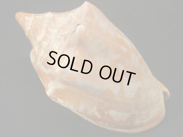 画像2: クレナイコオロギ  大 老成 (2)