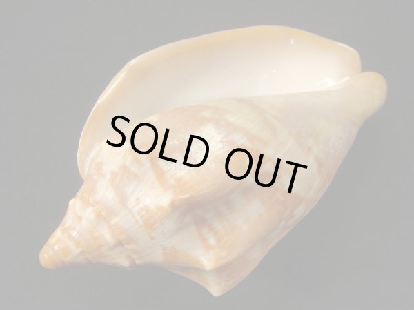 画像3: クレナイコオロギ  大 老成 (3)