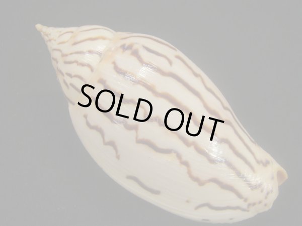 画像2: イナズマインドボラ　大 (2)