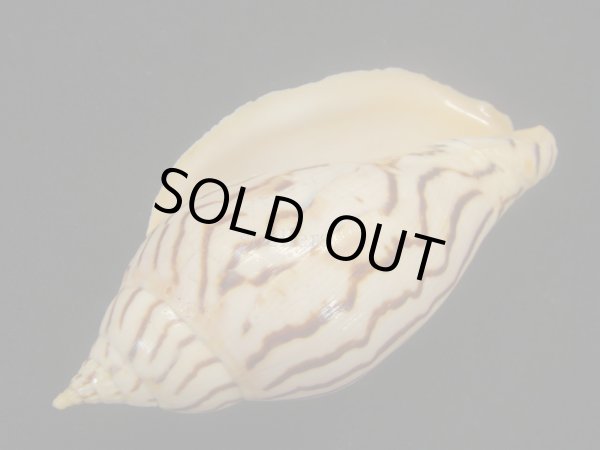 画像3: イナズマインドボラ　大 (3)