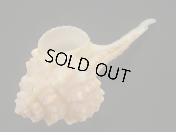 画像3: バルビエールツブリ (3)