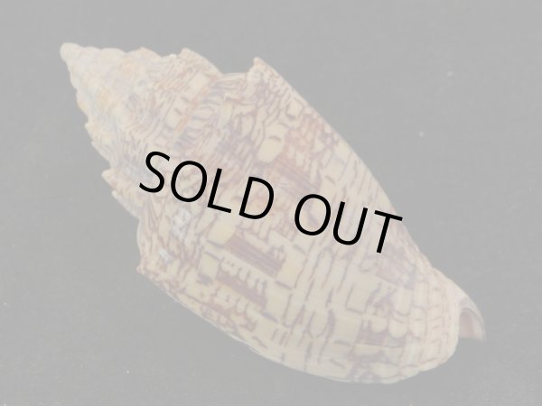 画像2: ヘブライガクフボラ 大 (2)