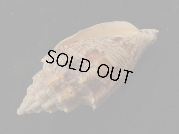 画像3: ヘブライガクフボラ 大 (3)