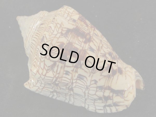 画像2: ヘブライガクフボラ 大 (2)