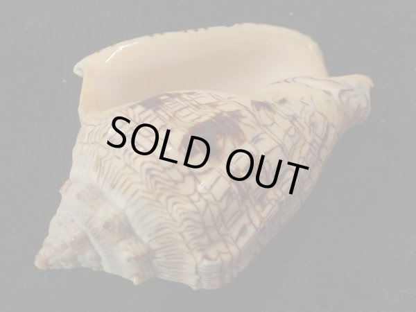 画像3: ヘブライガクフボラ 大 (3)