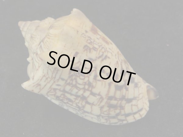 画像2: ヘブライボラ (2)