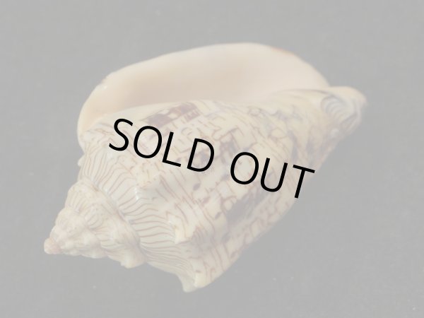 画像3: ヘブライボラ (3)