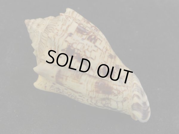 画像4: ヘブライボラ (4)