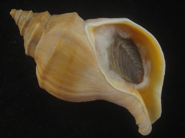 画像1: アツエゾボラ(Neptunea heros) 老成　特美品 (1)