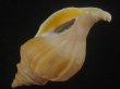 画像3: アツエゾボラ(Neptunea heros) 老成　特美品 (3)