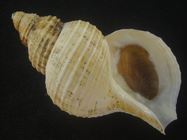 画像1: アラスカエゾボラ(Neptunea pribiloffensis) 大　特美品 (1)