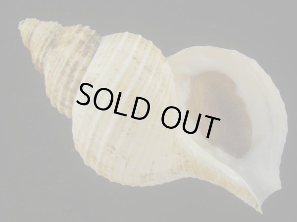 画像1: アラスカエゾボラ(Neptunea pribiloffensis) 大　特美品 (1)