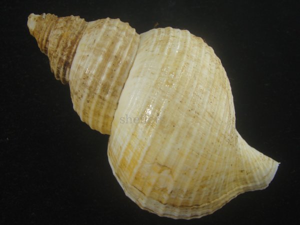 画像2: アラスカエゾボラ(Neptunea pribiloffensis) 大　特美品 (2)