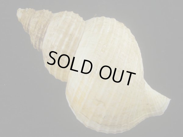 画像2: アラスカエゾボラ(Neptunea pribiloffensis) 大　特美品 (2)