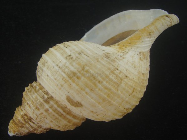 画像3: アラスカエゾボラ(Neptunea pribiloffensis) 大　特美品 (3)