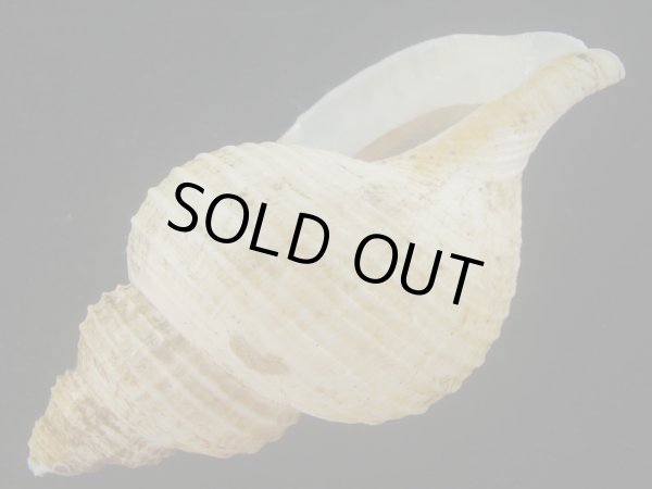 画像3: アラスカエゾボラ(Neptunea pribiloffensis) 大　特美品 (3)